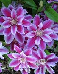 Srobot Tudor (Clematis)