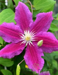 Srobot Hania (Clematis)