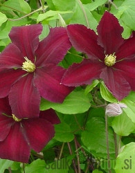 Srobot Niobe (Clematis)