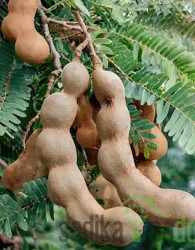 Tamarinda/ Indijski datelj (tamarindos indica)