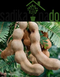 Tamarinda/ Indijski datelj (tamarindos indica)
