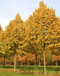 Lipovec Winter Orange (Tilia Cordata)