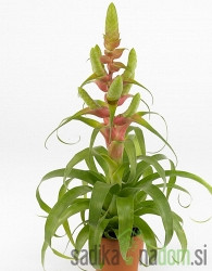 Tillandsia Samantha