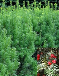 Tisa Semperauera Groenland / Hicksii / Hilli (Taxus media)