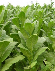 Tobak Virginia (Nicotiana tobacum)