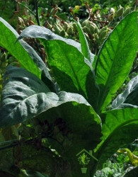Tobak Virginia Gold (Nicotiana tobacum)