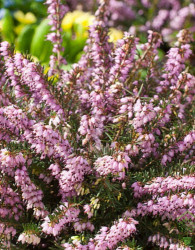 Trajna vresa (Erica Darleyensis)