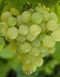 Trta Apirena bela - brez pečk