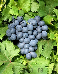 Trta Apirena črna - brez pečk