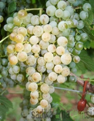Trta Cabernet Beli