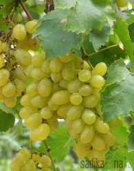 Trta Centennial / brez pečk