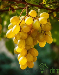 Trta Regal / brez pečk