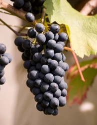 Trta Cabernet Cortis