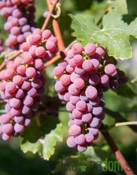 Trta Sauvignier Gris