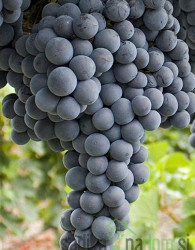 Trta Smeralda - BREZ PEŠK