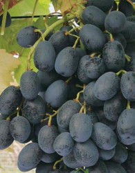 Trta Stock Blue / brez pečk