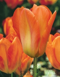 Tulipan Orange Dream/ Emperor