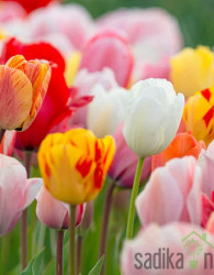 Tulipan Darwin hybrid MIX