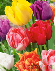 Tulipan double Early MIX