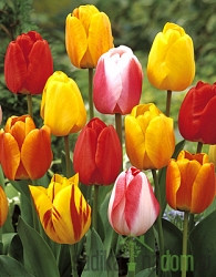 Tulipan mešanica barv