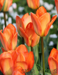 Tulipan Orange Breeze