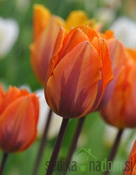 Tulipan Princess Irene