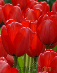 Tulipan Seadov