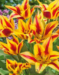 Tulipan Winnipeg