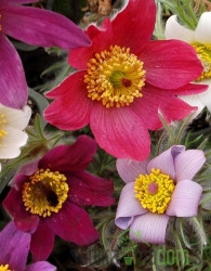 Velikonočnica (Pulsatilla vulgaris) - mešanica barv