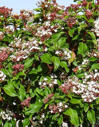 Nepravi lovor (Viburnum Tinus Brogovit)