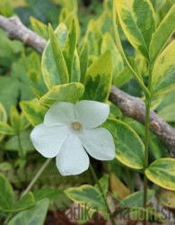 Navadni zimzelen Alba Variegata (Vinca minor)