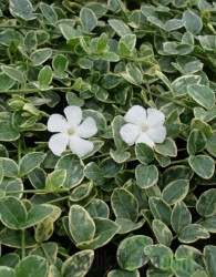 Navadni zimzelen Evelyn (Vinca minor)