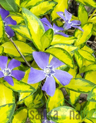 Vinika Ilumination (vinca minor)