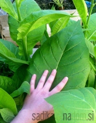 Seme Tobak Virginia cca. 100 semen