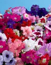 Viseča petunija (Petunia sp.)