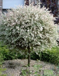 Japonska pisanolistna vrba (Salix Hakuro Nishiki) - na steblu