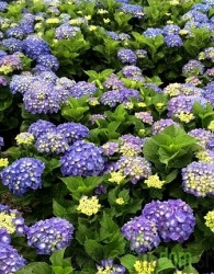 Vrtna hortenzija (Hydrangea macrophylla)