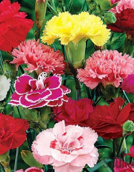 Vrtni nagelj (Dianthus caryophyllus)