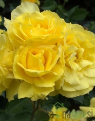 Vrtnica Allgold