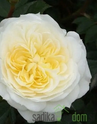 Vrtnica Alysa stebelna - nizka