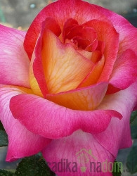 Vrtnica Aris - stebelna čajevka