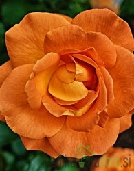 Vrtnica Arnold Del Bard