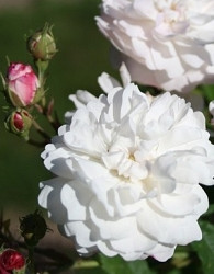 Vrtnica Bouquet Blanc