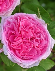 Vrtnica Comte De Chambord