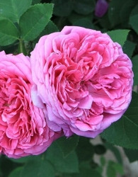 Vrtnica Blush Damask