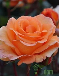 Vrtnica Doris Tystermann