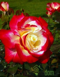 Vrtnica Double Delight