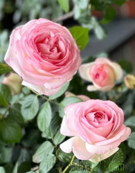 Vrtnica Eden Rose