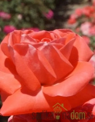 Vrtnica Erato