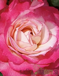 Vrtnica Erofili